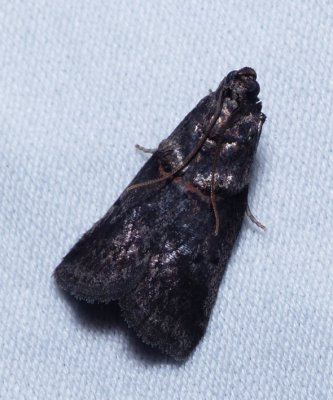 Hickory Shoot Borer Moth - Acrobasis caryae