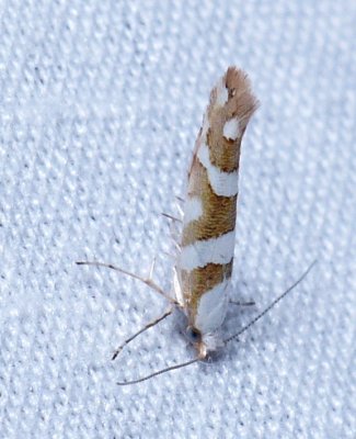 Bronze Alder Moth - Argyresthia goedartella