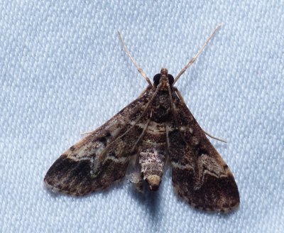 European Pepper Moth - Duponchelia fovealis
