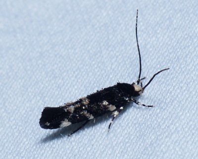 Wyatt's Stagmatophora Moth - Stagmatophora wyattella