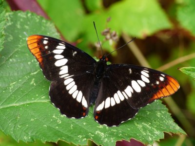 Lorquin's Admiral - Limenitis lorquini