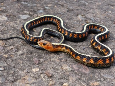 Oregon Red-spotted Garter Snake - Thamnophis sirtalis concinnus