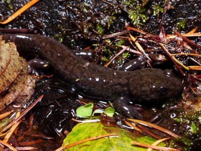 Pacific Giant Salamander - Dicamptodon tenebrosus