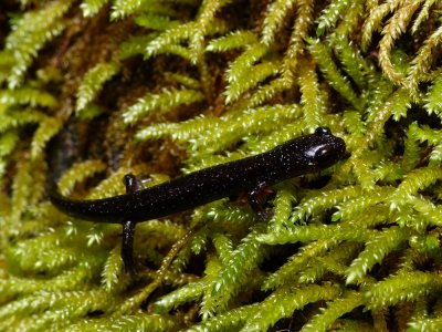 Dunn's Salamander - Plethodon dunni