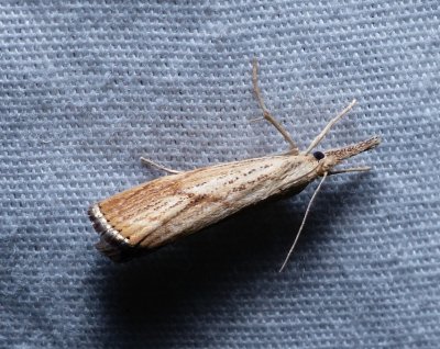 Lesser Vagabond Sod Webworm - Agriphila ruricolella