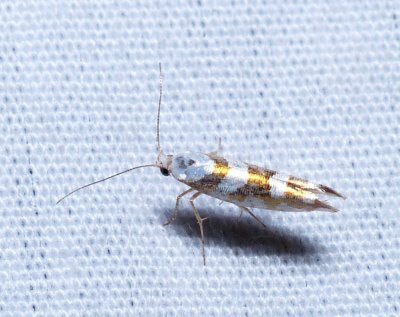 Bronze Alder Moth - Argyresthia goedartella