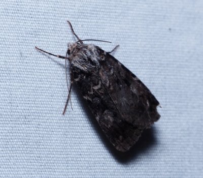 Knee-joint Dart - Feltia geniculata