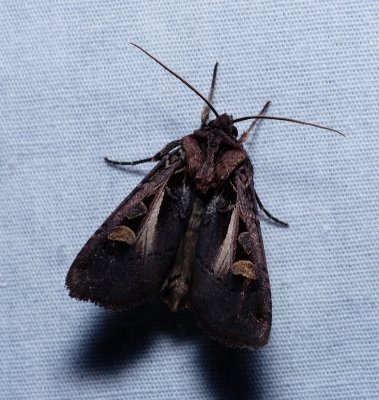 Master's Dart - Feltia herilis