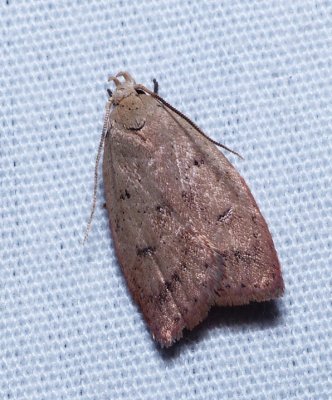 Gold-striped Leaftier - Machimia tentoriferella