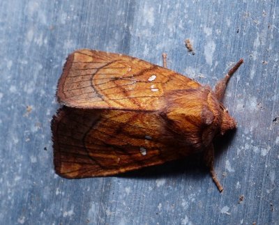 Sensitive Fern Borer - Papaipema inquaesita