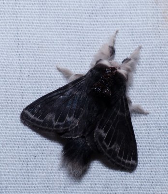 Larch Tolype - Tolype laricis