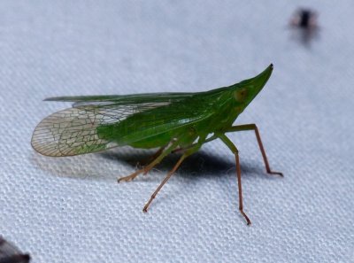 Planthopper - Rhynchomitra microrhina