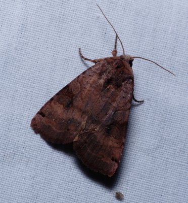 Smith's Dart - Xestia smithii