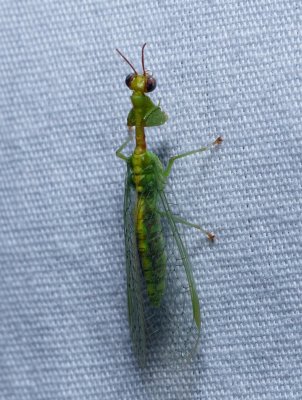 Green Mantisfly - Zeugomantispa minuta