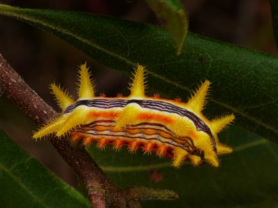 Stinging Rose Caterpillar - Parasa indetermina