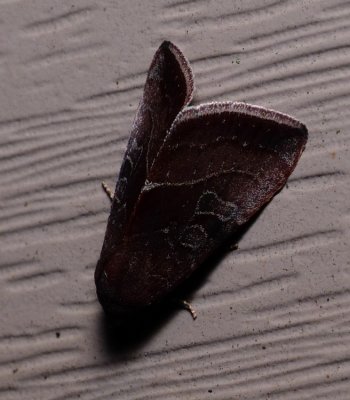The Wedgling - Galgula partita
