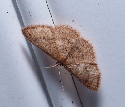 Common Tan Wave - Pleuroprucha insulsaria