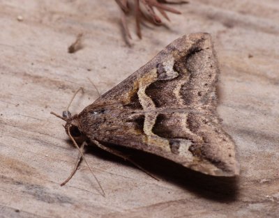 Cellar Graphic - Melipotis cellaris