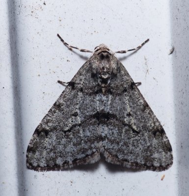 Small Phigalia - Phigalia strigataria