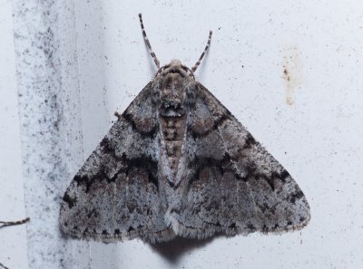 Moth - Phigalia sp.