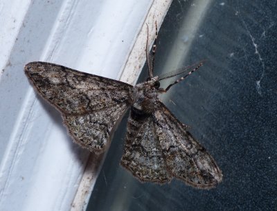 Double-lined Gray - Cleora sublunaria