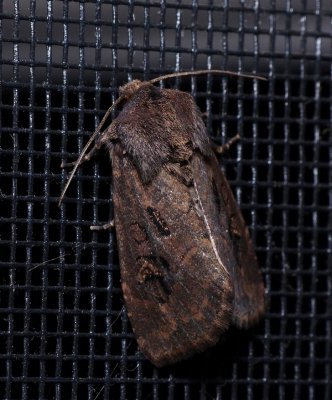 Dock Rustic - Resapamea passer