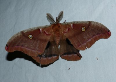 Polyphemus Moth - Antheraea polyphemus