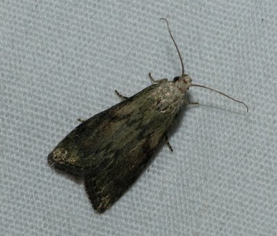 Bee Moth - Aphomia sociella