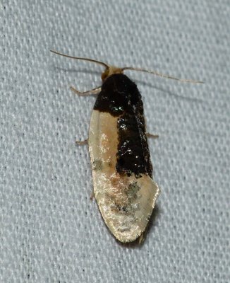 Contrasting Henricus Moth - Henricus edwardsiana