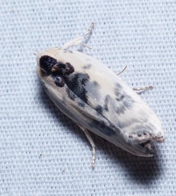 Moth - Antaeotricha