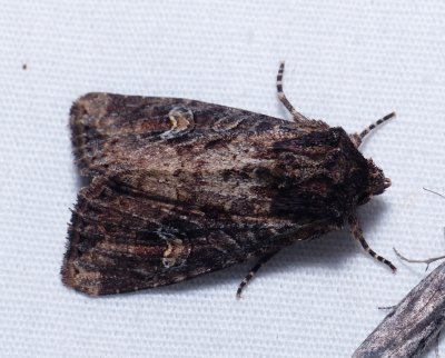 Small Clouded Brindle - Apamea unanimis