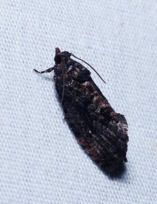 Dotted Gymnandrosoma - Gymnandrosoma punctidiscanum