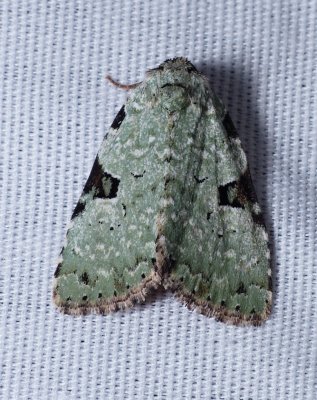 Green Leuconycta - Leuconycta diphteroides