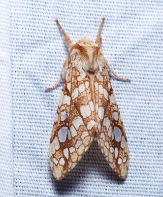 Hickory Tussock Moth - Lophocampa caryae