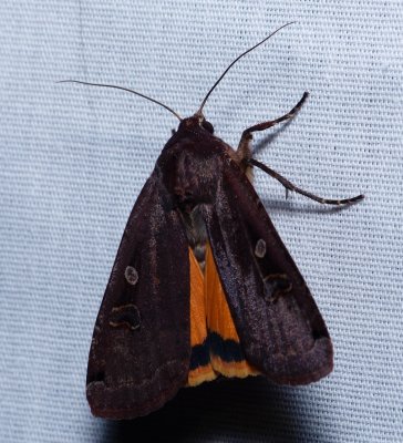 Large Yellow Underwing - Noctua pronuba
