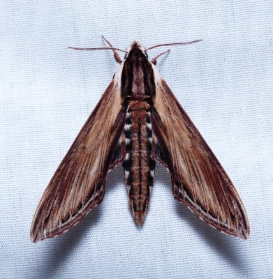 Laurel Sphinx - Sphinx kalmiae