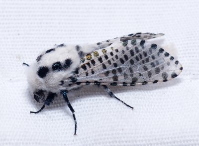 Carpenter and Leopard Moths - Cossoidea