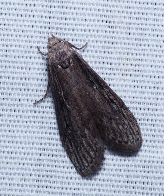 Terrenella Bee Moth - Aphomia terrenella