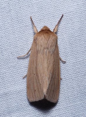 Lesser Wainscot - Mythimna oxygala