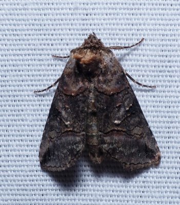 Spectacled Nettle Moth - Abrostola urentis