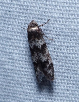 Scavenger Moth - Asaphocrita aphidiella