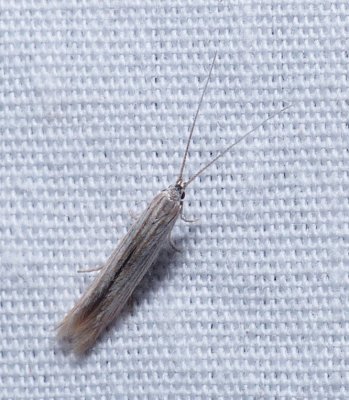 Streaked Coleophora - Coleophora cratipennella