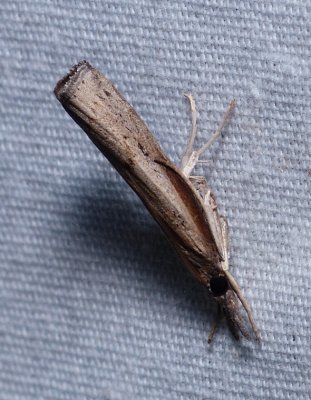 Changeable Grass-veneer - Fissicrambus mutabilis