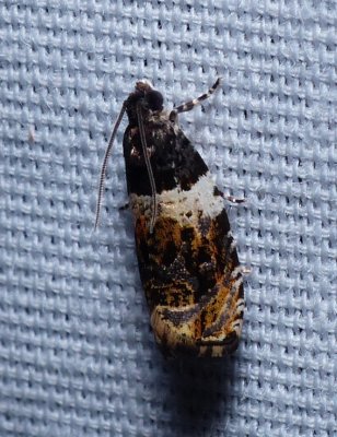 Banded Olethreutes - Olethreutes fasciatana