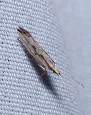Dame's Rocket Moth - Plutella porrectella