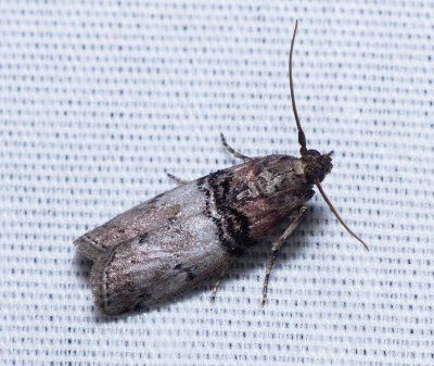 Tlascala Moth - Tlascala reductella