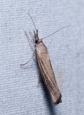 Moth - Agriphila