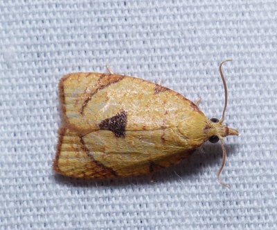 White-tailed Fruitworm Moth - Cenopis mesospila