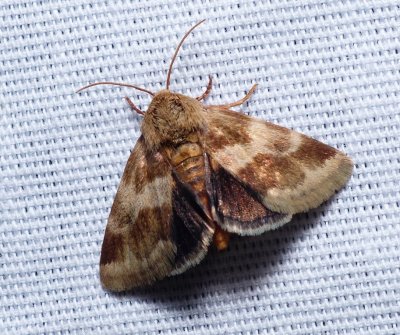 Erigeron Flower Moth - Schinia obscurata
