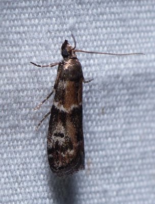 Moth - <i>Vitula broweri</i>